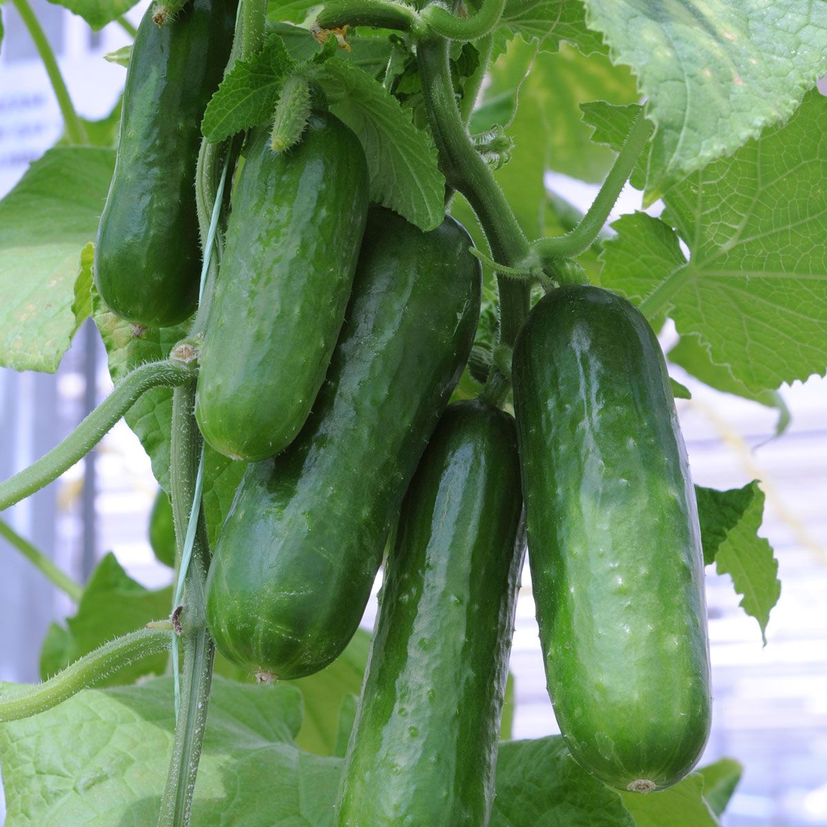 Long crisp cucumbers gezogen aus boston abbeizen samen