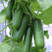 Long crisp cucumbers gezogen aus boston abbeizen samen