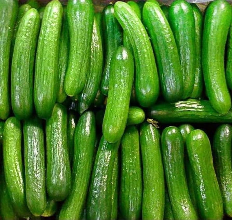 Boston abbeizen cucumber samen non-gmo für classic garten aussaat