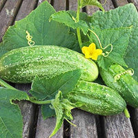 Boston decapaggio cucumber samen für aussaat