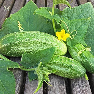 Boston decapaggio cucumber samen für aussaat