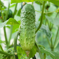 Mature boston pickling cucumber vine in gemüse patch