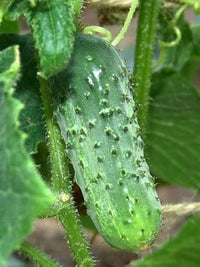 Healthy boston pickling cucumber seedlings ready für transplanting