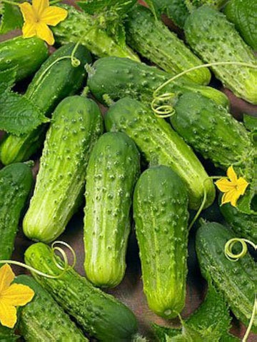Boston pickling cucumber samen (cucumis sativus) für traditionelle gemüse patch aussaat