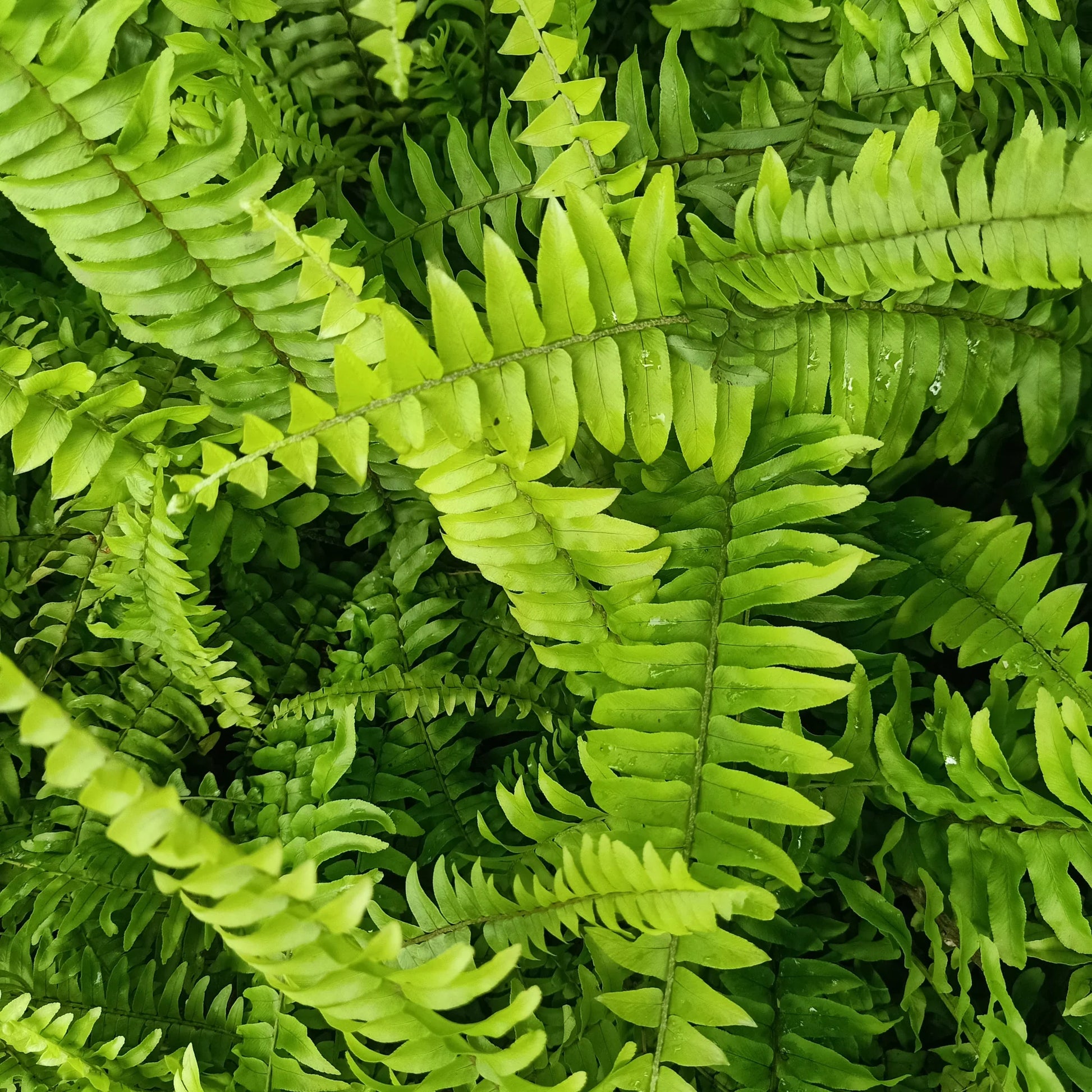 mehrfarbig Fern zur Aussaat hochwertige Qualitäts- Traditionssorte & ohne Gentechnik Samen Hausgarten