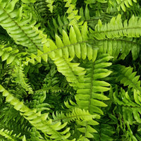 mehrfarbig Fern zur Aussaat hochwertige Qualitäts- Traditionssorte & ohne Gentechnik Samen Hausgarten