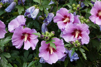 Rose Sharon Hibiskus Samen Blumensamen zur Aussaat pflegeleicht Traditionssorte & ohne Gentechnik Samen Hausgarten