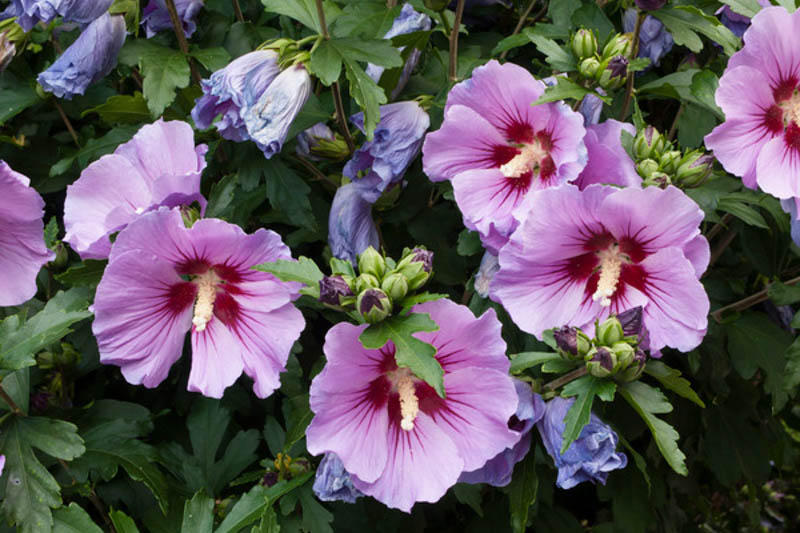 Rosa Hibiskus Syriacus Blumensamen zur Aussaat – Drought verträglich – Traditionssorte & ohne Gentechnik Samen Hausgarten