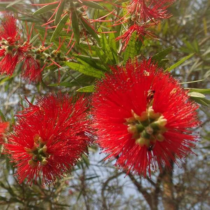 Bottle brush melaleuca blume samen for anpflanzung