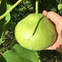Round Bottle Gourd Gemüse Planting Samen