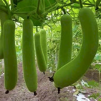 Closeup of bottle gourd samen