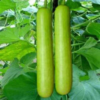 Bottle gourd vines in garten gezogen aus samen