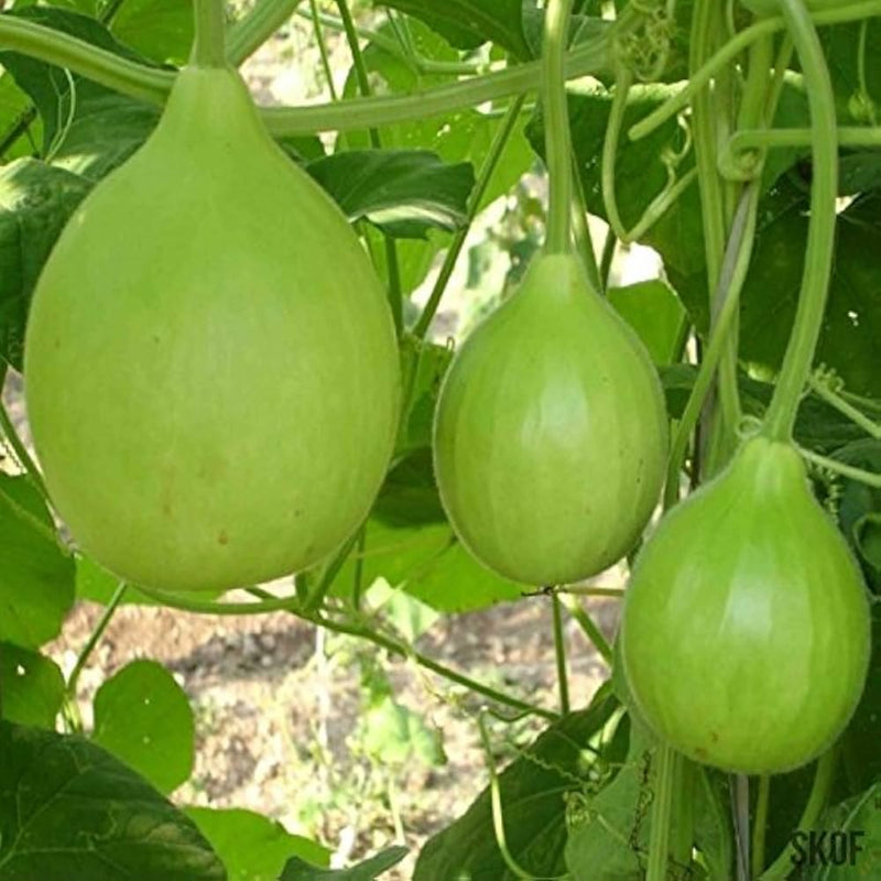 Wachsend bottle gourd pflanzen aus non gmo samen in sunny gardens