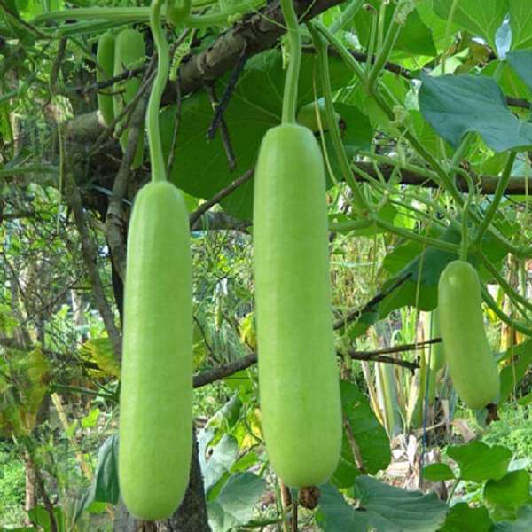 Bottle gourd samen für aussaat non gmo variety