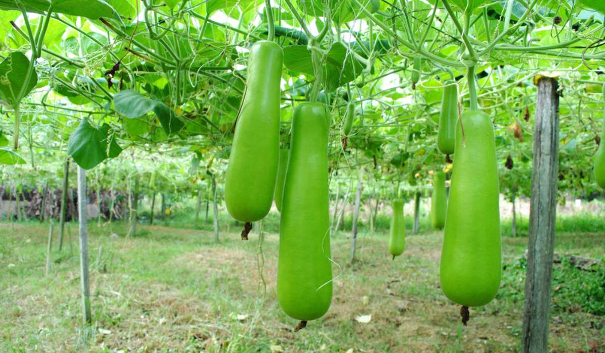 Bottle gourd pflanzen wachsend aus samen on trellis