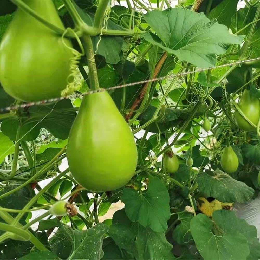 Lagenaria siceraria bottle gourd samen vigorous vine variety