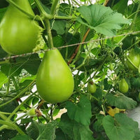 Lagenaria siceraria bottle gourd samen vigorous vine variety