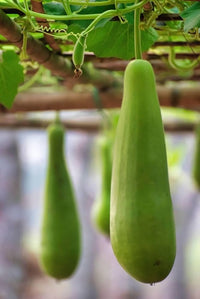 Bottle gourd samen für home gardens
