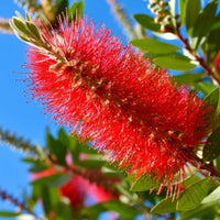 BottleBrush Blumensamen zur Aussaat kompakt Wuchs Traditionssorte & ohne Gentechnik Samen Hausgarten