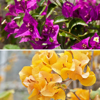 Bougainvillea blume samen dark gelb & violet
