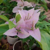 Close-up of baby rosa bougainvillea petals