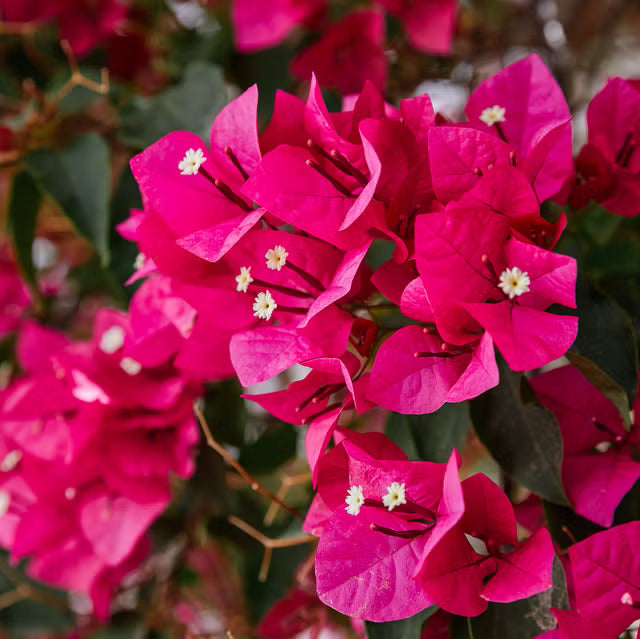 Bougainvillea blume samen for anpflanzung bright colorful blooms
