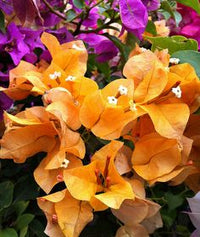 Bougainvillea blume samen for anpflanzung dark gelb and violet
