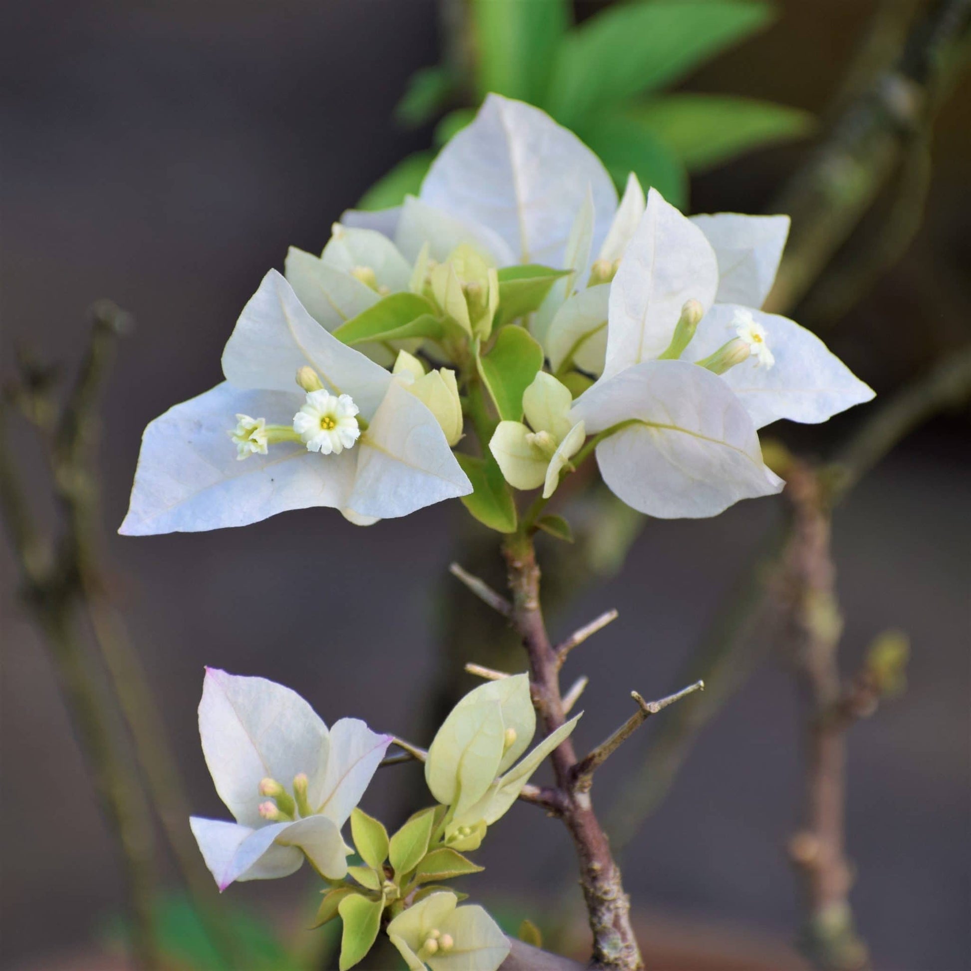 Weiß Drillingsblume Blumensamen für eine farbenfrohe Aussaat