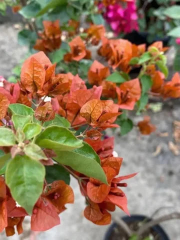 Braun Drillingsblume Blumensamen zur Aussaat