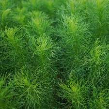 Bouquet Dill Kraut Pflanze Anbau in a Garten