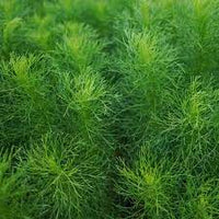 Bouquet Dill Kraut Pflanze Anbau in a Garten