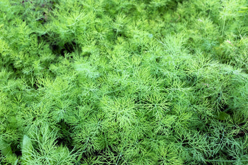 Bouquet Dill Samen packet for Aussaat