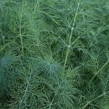 Bouquet Dill Samen sprouting in soil