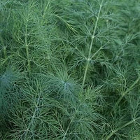 Bouquet Dill Samen sprouting in soil