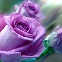 Lavendel Rose Blumensamen zur Aussaat Halbschatten verträglich Traditionssorte & ohne Gentechnik Samen Hausgarten