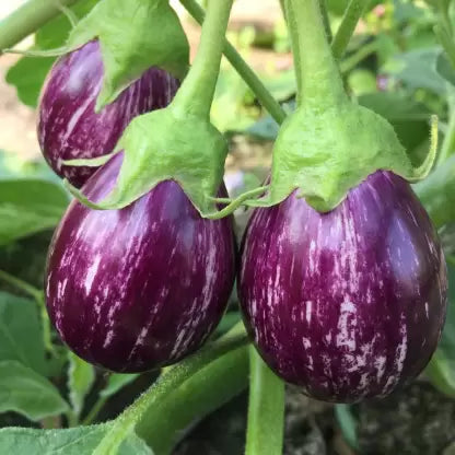 Eggplant Sweet Fruit Flavor – Vegetable Samen zur Aussaat – Add exotisch Charm Garten