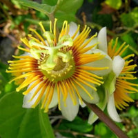 Gelb Passion Blumensamen Aussaat exotisch