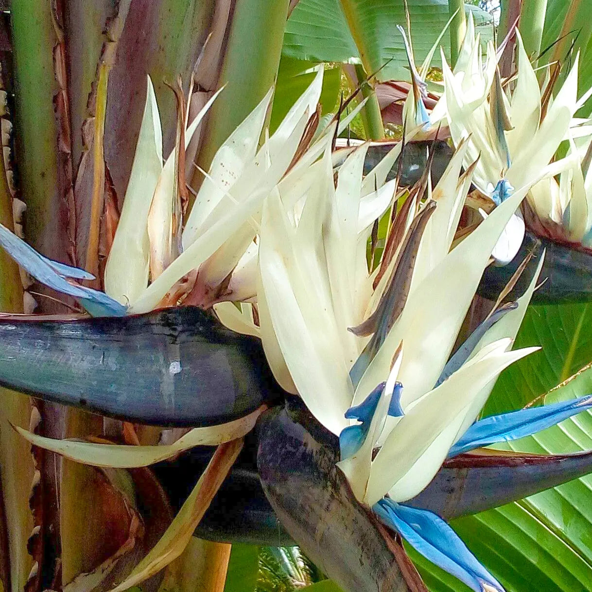 Weiß Paradiesvogelblume Reginae Blumensamen zur Aussaat robust Sorte Traditionssorte & ohne Gentechnik Samen Hausgarten