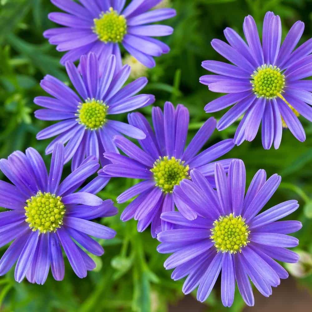 Fothergills Blumensamen zur Aussaat Wildblume Mischung Traditionssorte & ohne Gentechnik Samen Hausgarten