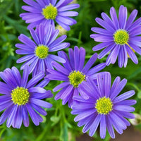 Blau Brachycome Blumensamen: wichtig Aussaat Leitfaden