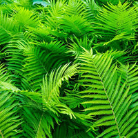 Fern Bracken Blumensamen – Traditionssorte ohne Gentechnik robust Pflanzen Garten Rabatten & Landscaping