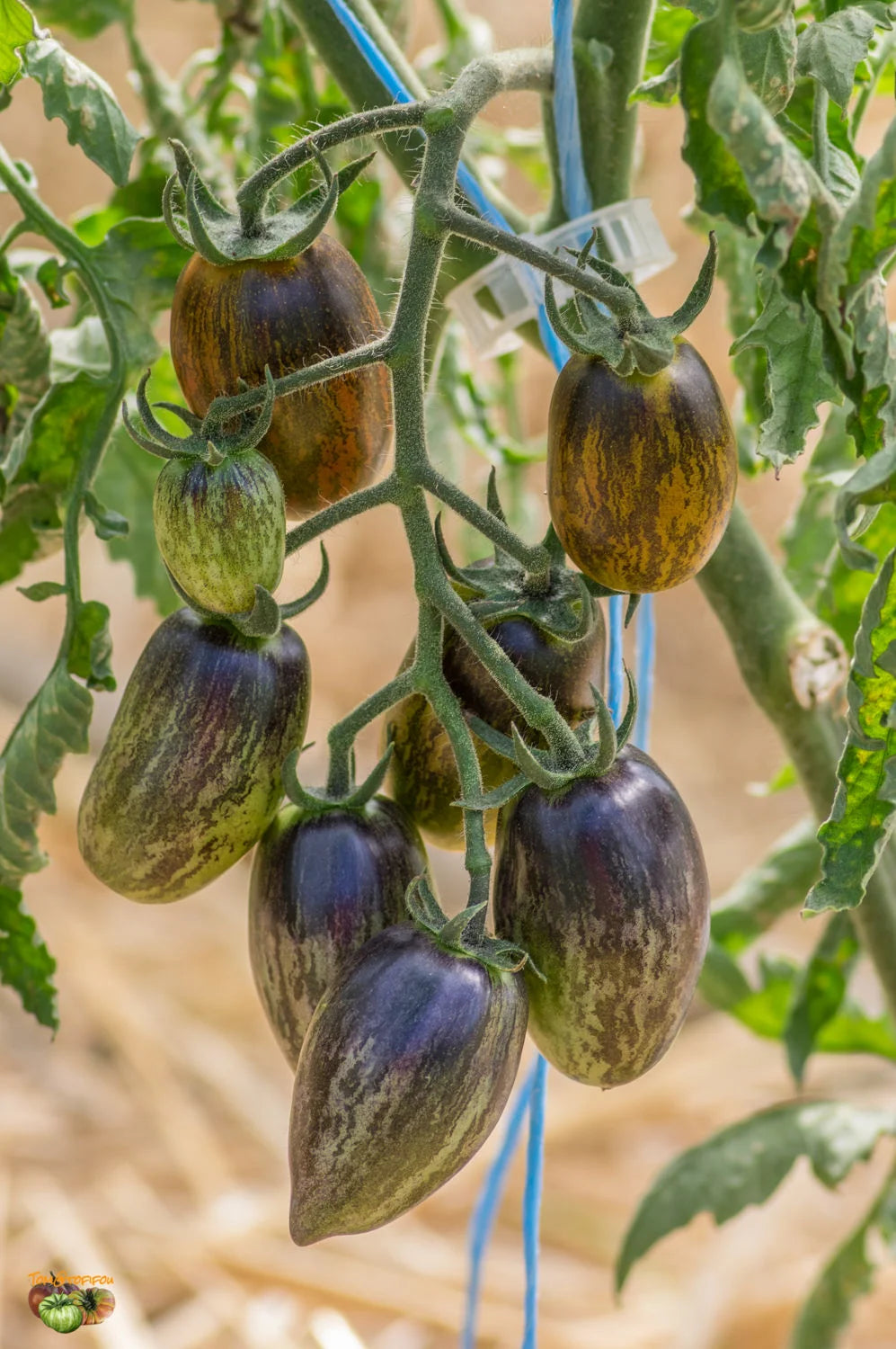 Atomic Tomate Samen: Ideal zum Pflanzen
