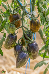 Atomic Tomate Samen: Ideal zum Pflanzen