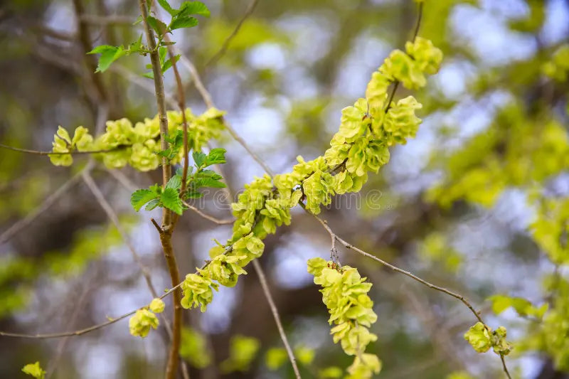 dunkel Grün Elm Blumensamen zur Aussaat – farbenfroh Schau – Traditionssorte & ohne Gentechnik Samen Hausgarten