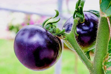 Brandywine lila tomato samen für aussaat