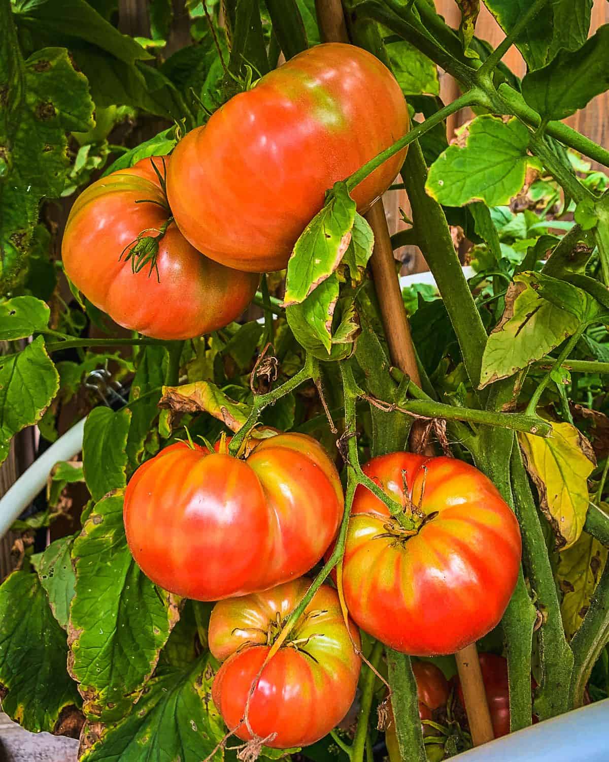 Giant Tomate Samen zum Pflanzen Solanum lycopersicum for vegetable patches and home gardens