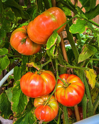 Giant Tomate Samen zum Pflanzen Solanum lycopersicum for vegetable patches and home gardens