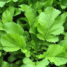 Brassica juncea leafy Kraut Anbau in full sun