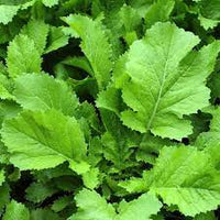Brassica juncea leafy Kraut Anbau in full sun