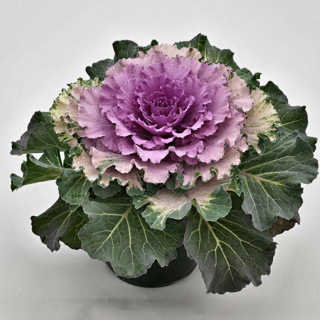 Brassica oleracea mixed colour gemüse samen für aussaat
